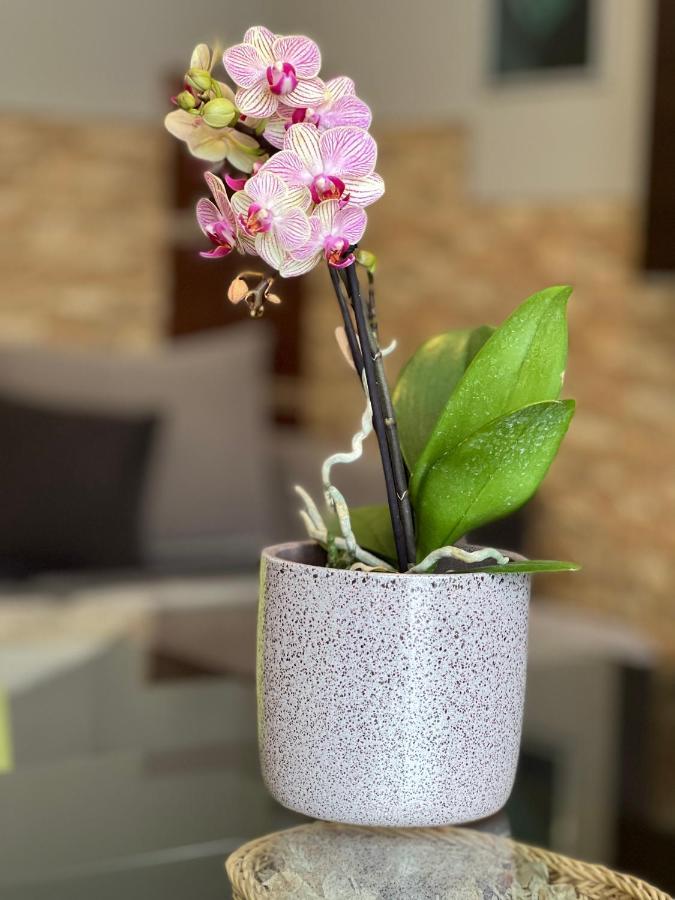 Dorina Wellness Apartman Σίοφοκ Εξωτερικό φωτογραφία